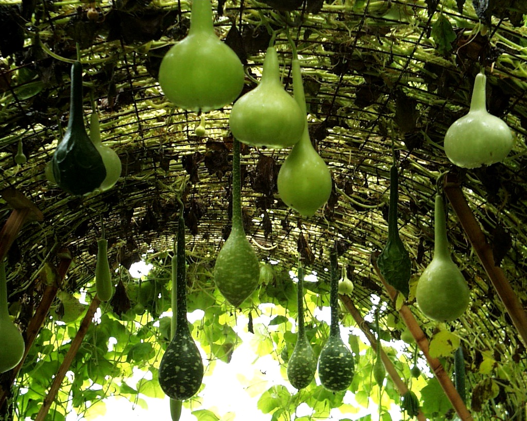 Уникальная тыква — лагенария бутылочная: фото и описание