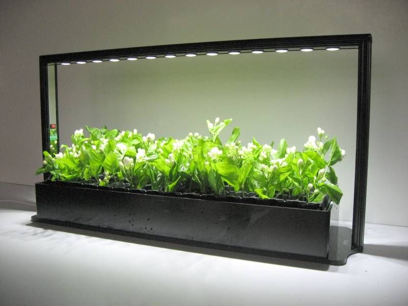 Как выбрать лампы дневного света для комнатных растений