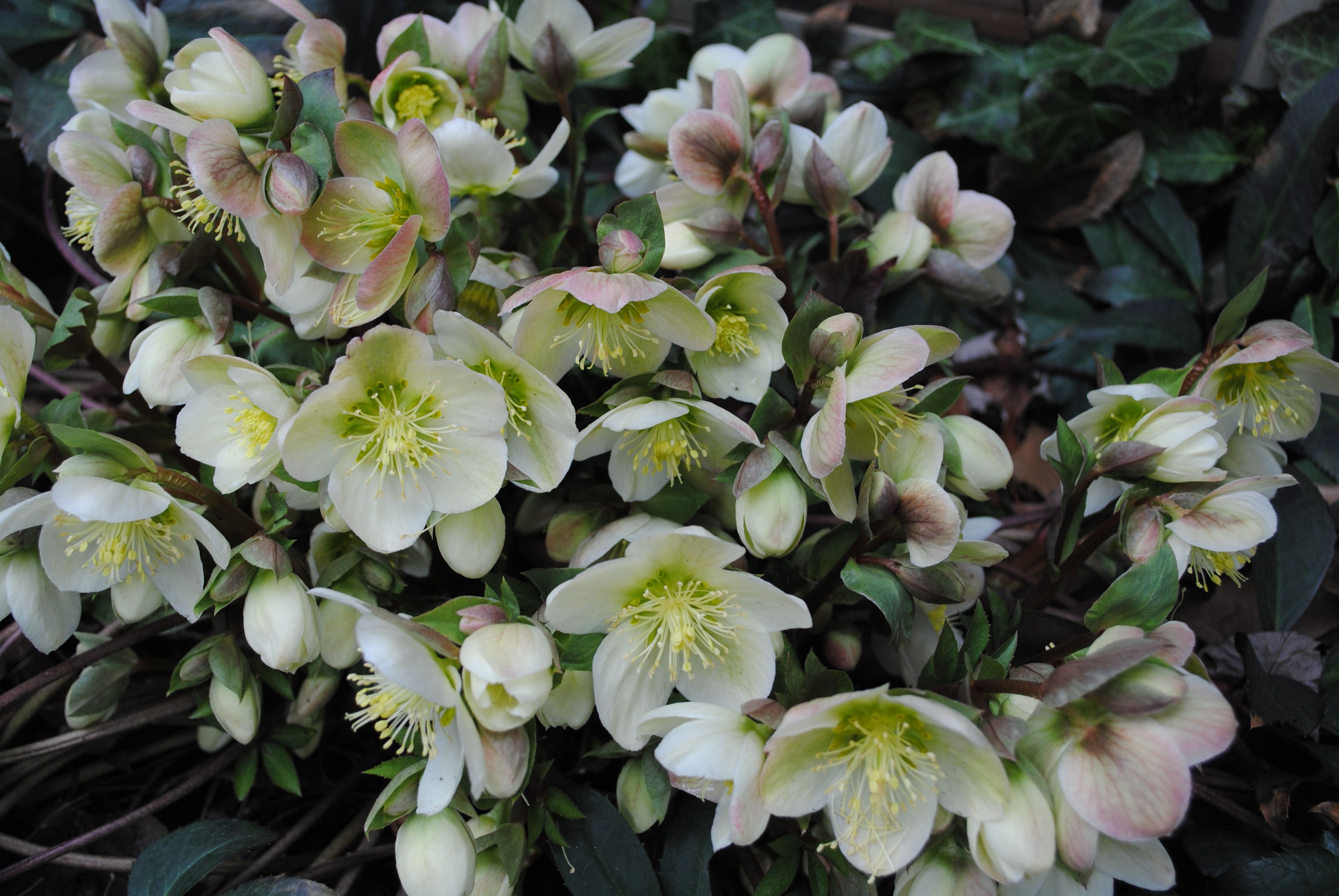 Растение морозник: описание, выращивание и фото цветов
