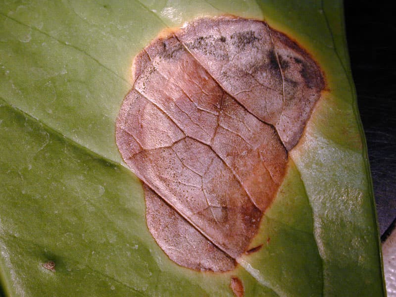 Как лечить болезни листьев антуриума: фото и описание