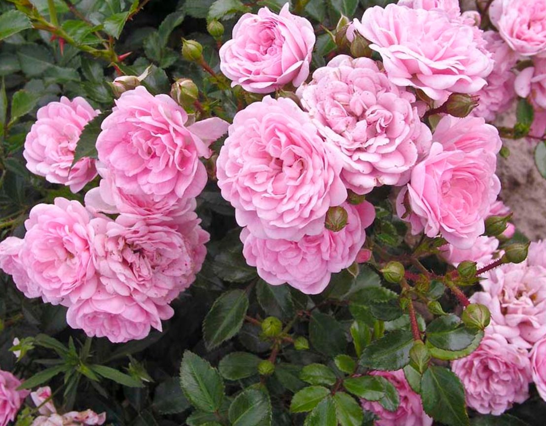Полиантовая роза — особенности сорта и ухода за ним?