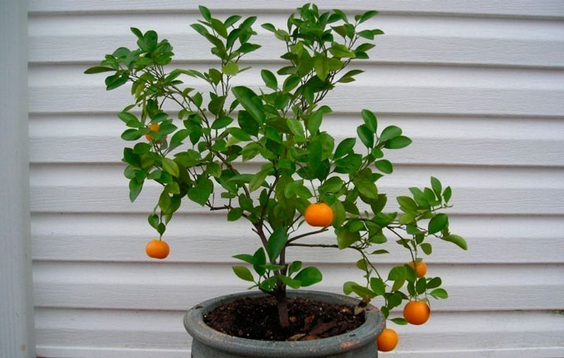 Как вырастить апельсин на подоконнике