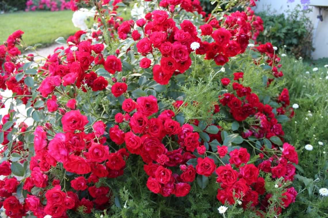 Почвопокровные розы — зимостойкие сорта, цветущие всё лето