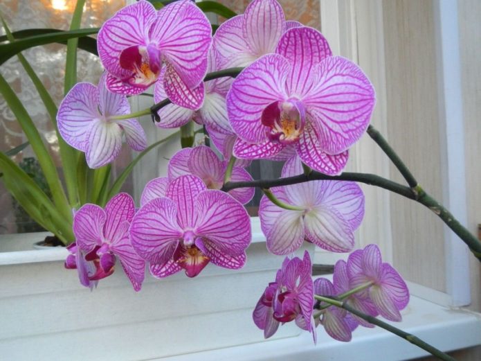 Фаленопсис отцвёл, что делать дальше Уход за орхидеями после цветения