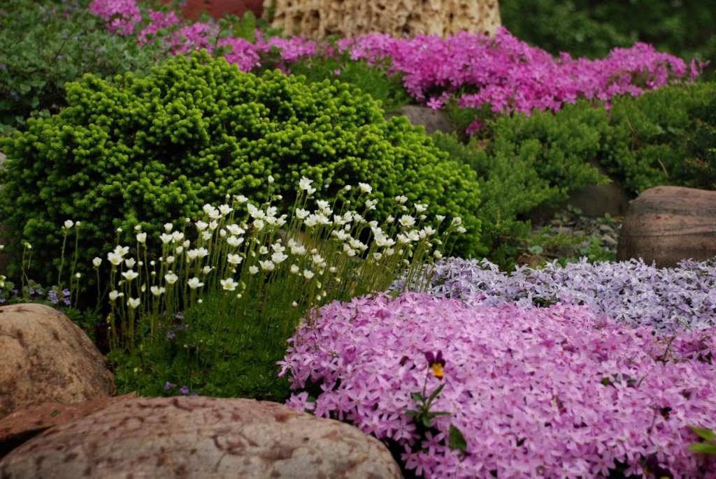 Почвопокровные растения: названия и фото цветков