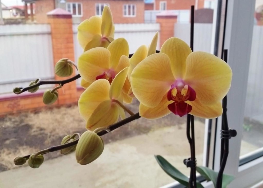 Болезни орхидеи фаленопсис и способы их лечения с фото