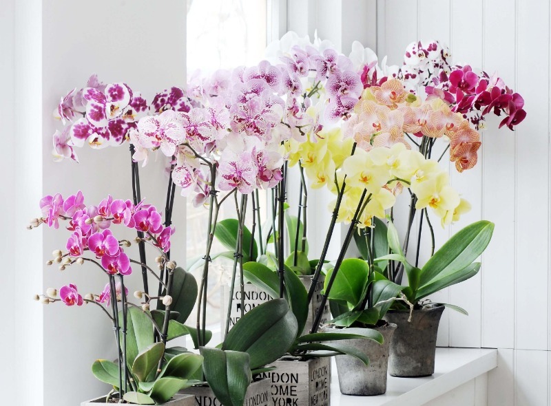 Фото Цветущих Орхидей В Домашних Условиях