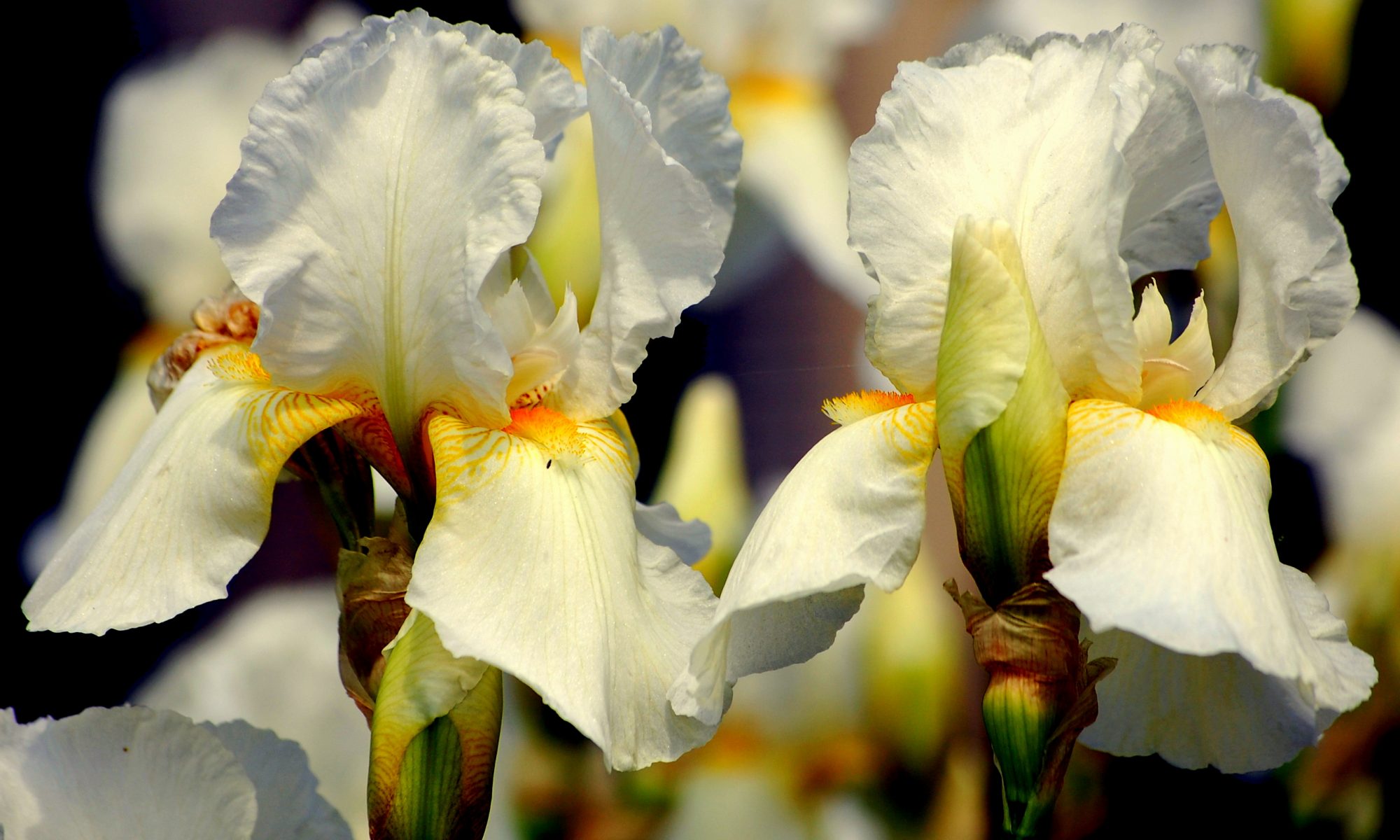 Цветок ирис: описание и виды, фото