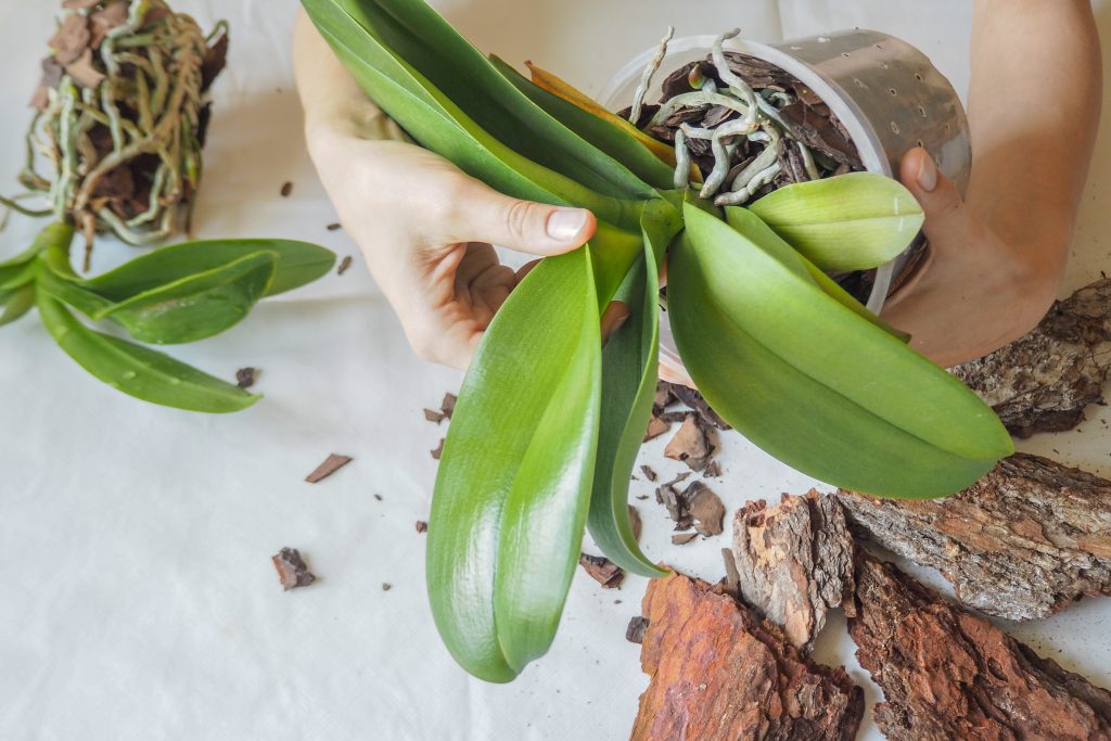 Уход и размножение орхидей в домашних условиях, фото цветов