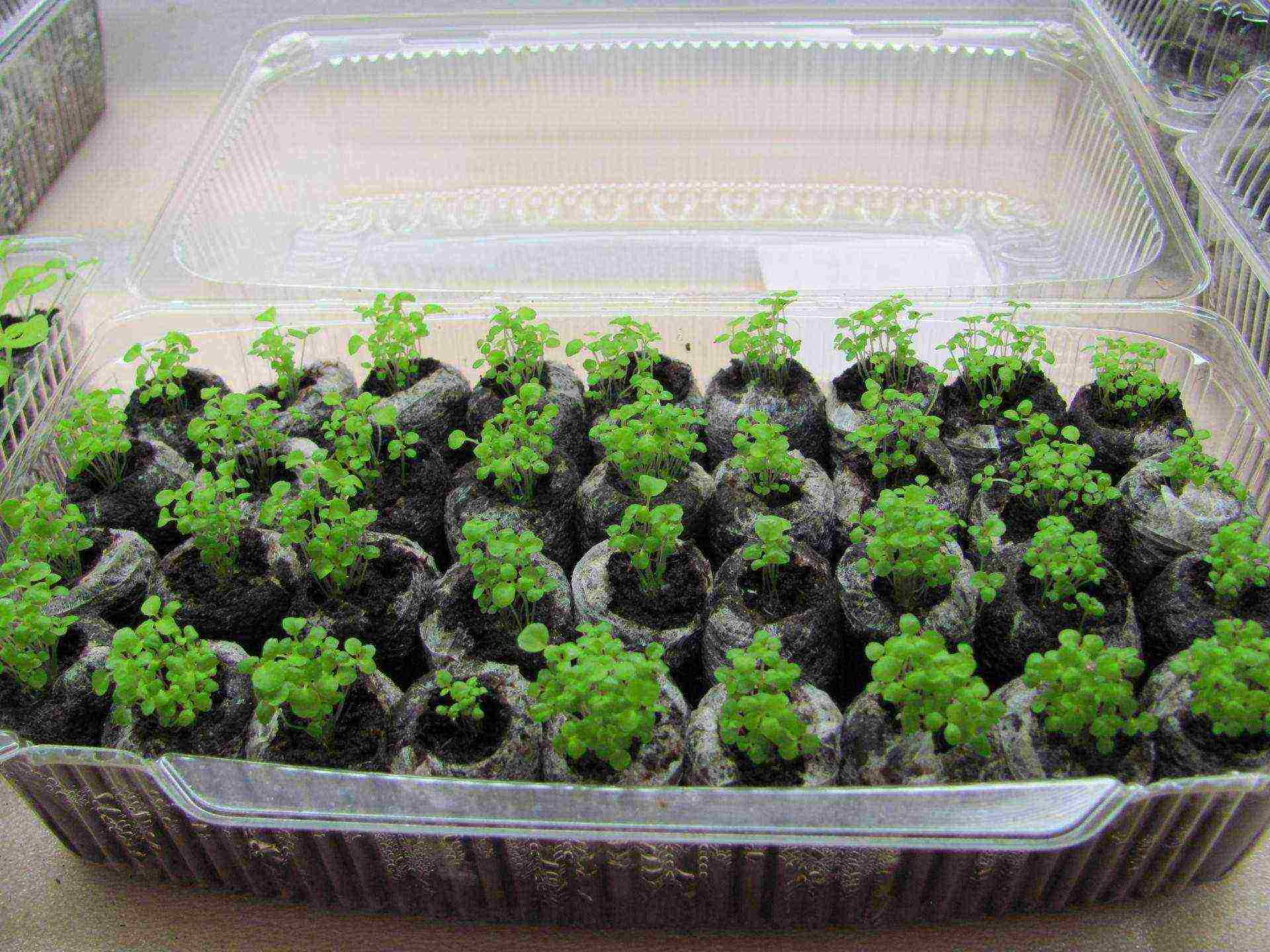 Выращивание клубники из семян — преимущества и технология