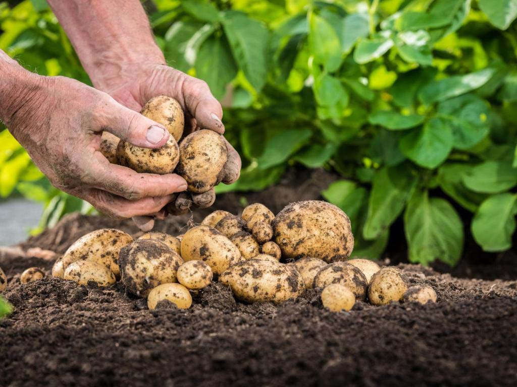 Голландские технологии выращивания картофеля: основы, правила, преимущества