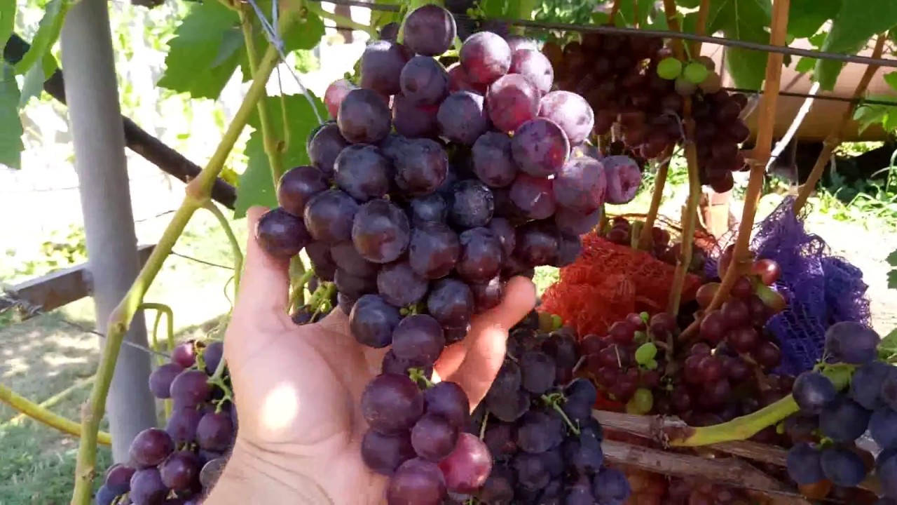 Виноград рошфор описание сорта