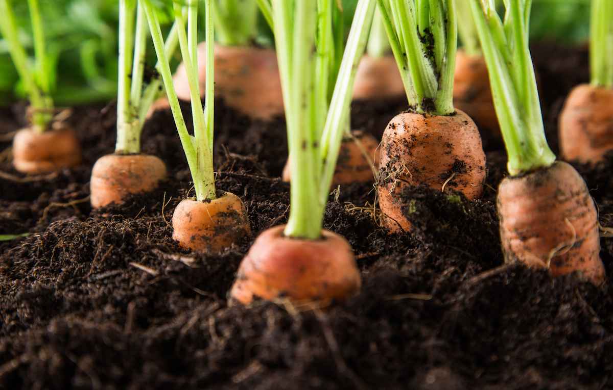 Как правильно сеять морковь весной