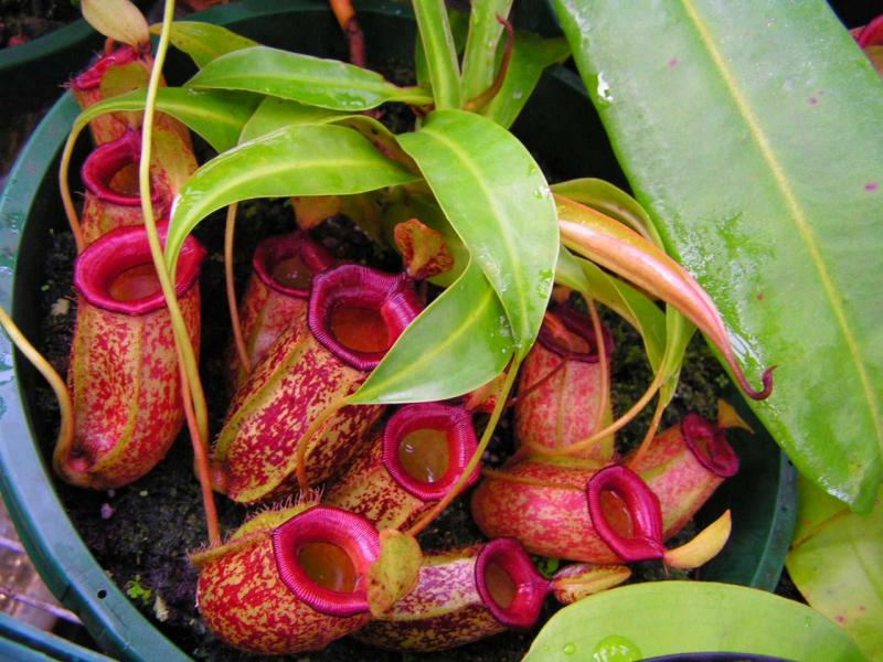 10 самых необычных растений в мире