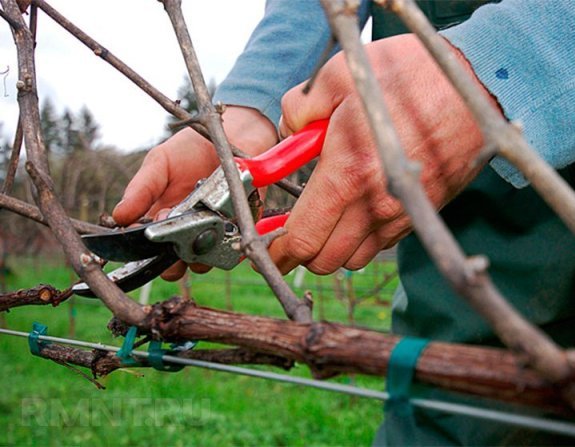 Обрезка винограда весной в пошаговом описании с видео инструкция для начинающих