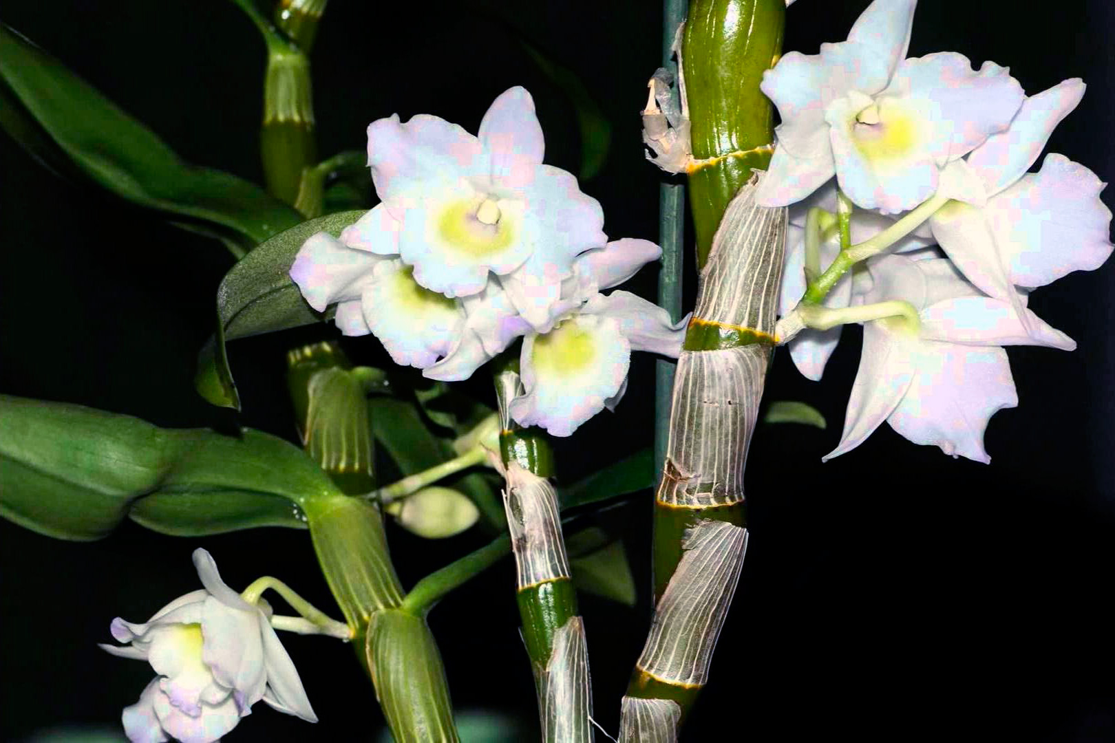 Дендробиум как ухаживать в домашних условиях. Бамбуковая Орхидея Дендробиум Нобиле.. Цветок Dendrobium Nobile. Орхидея бамбуковая Дендробиум. Дендробиум Нобиле белый.