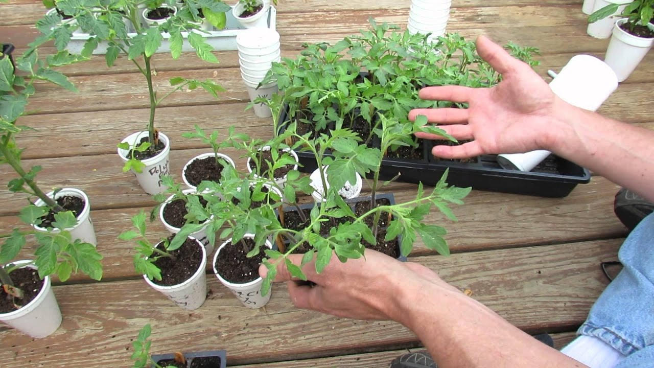 Пикировка рассады томатов: как провести процедуру правильно