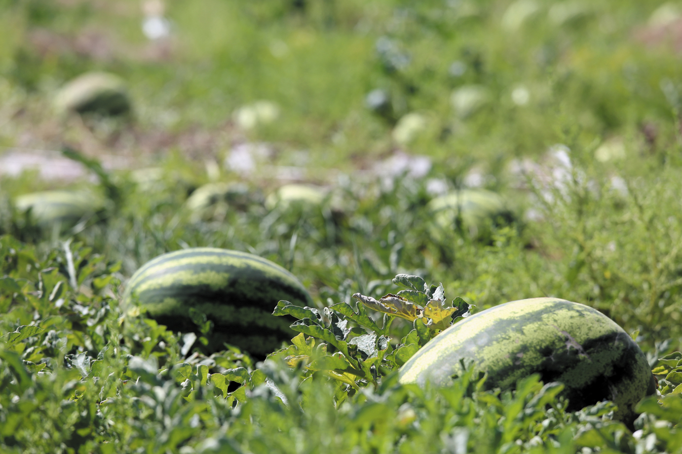 Выращивание арбузов на Урале в открытом грунте и теплице: лучшие сорта, особенности посадки и ухода
