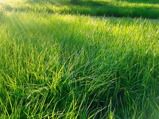 Выращивание газона на даче. Возможна ли посадка газона, в осенний период? Видео-инструкция по посадке газонной травы