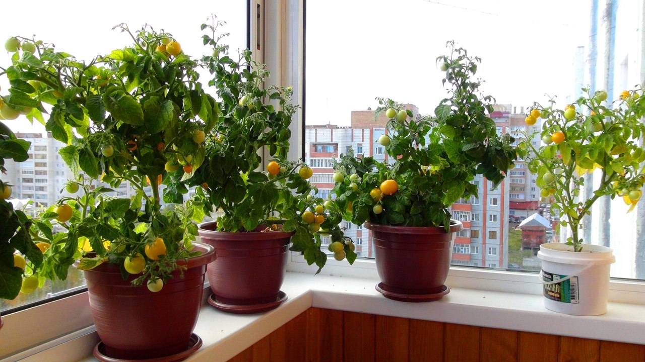 Как вырастить помидоры на балконе — выбор сорта, посев и уход
