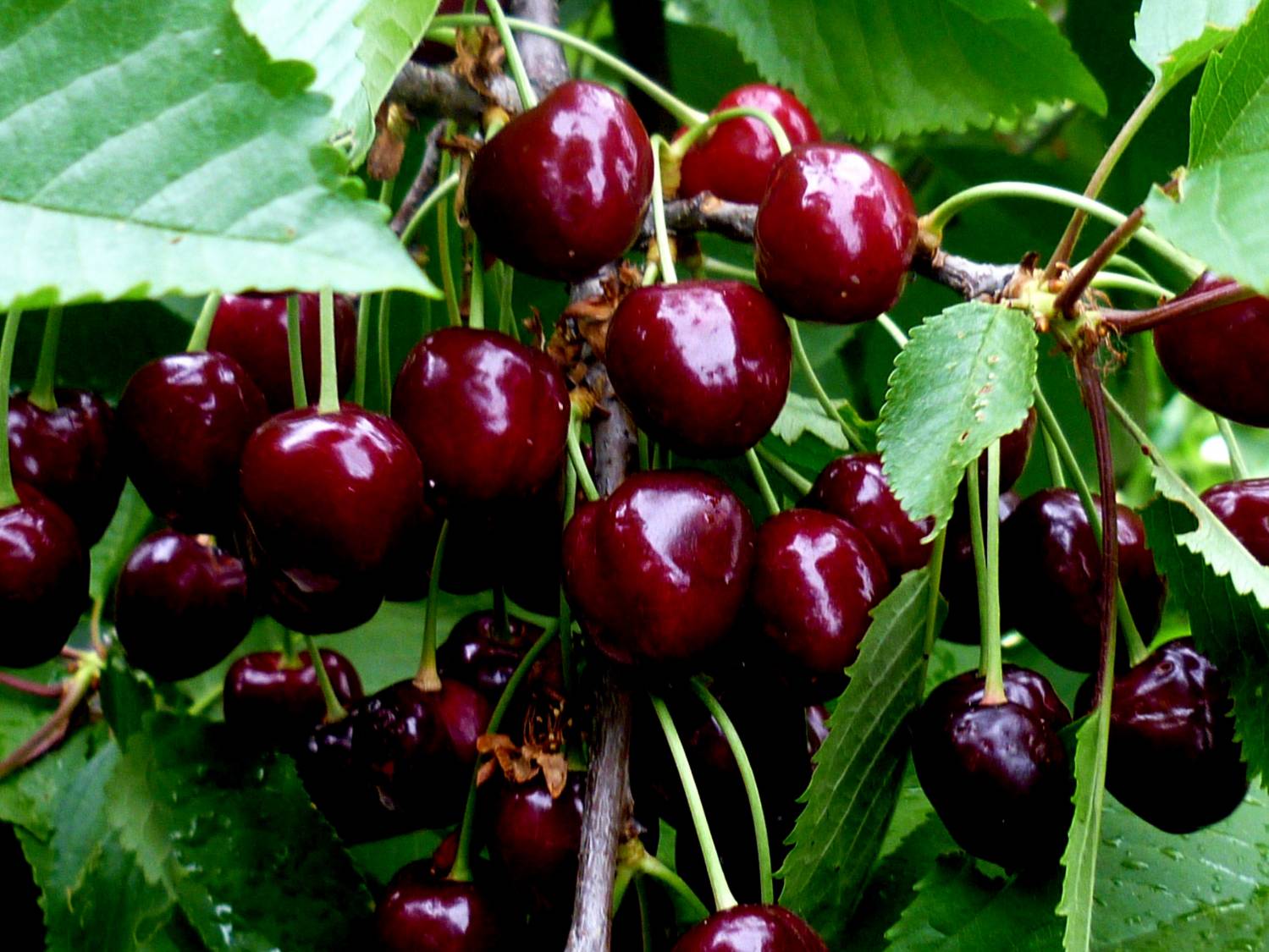 Черешня Тютчевка — садовая красавица с полезными и вкусными плодами
