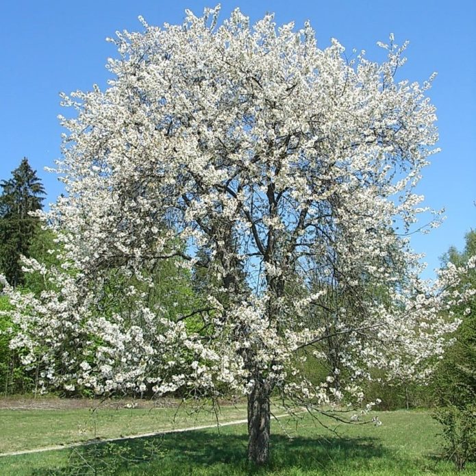 Дерево черешни Чермашная