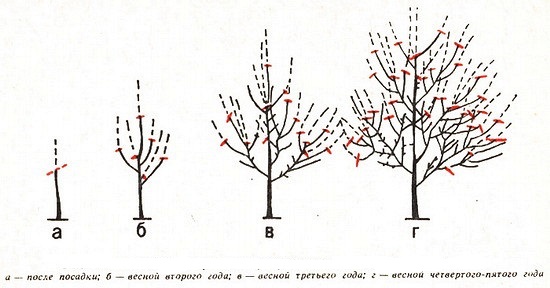 Схема обрезки вишни