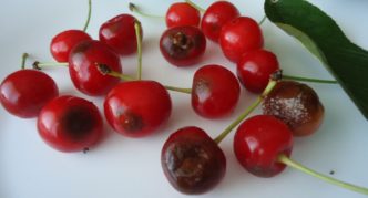 Антракноз на плодах вишни