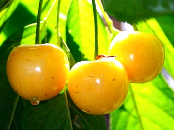 Спелые ягоды жёлтой черешни