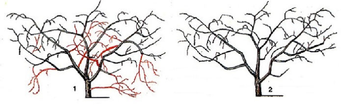Схема обрезки вишни кустовидного типа