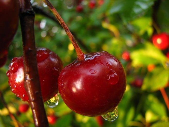 Капельки дождя на ягодах вишни