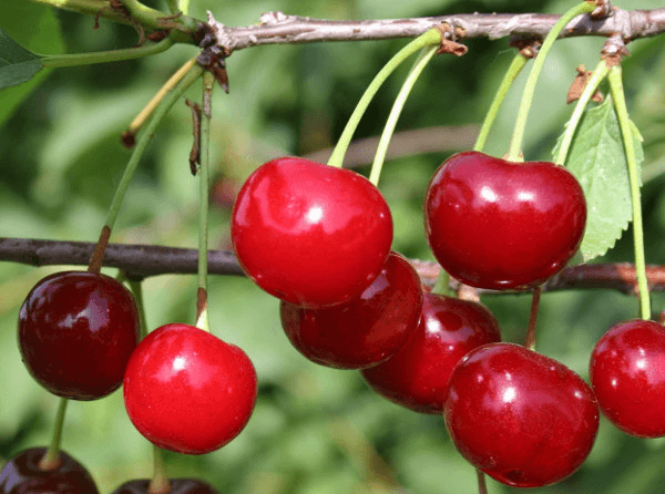 Плоды вишни Живица