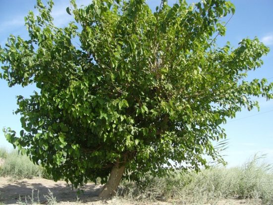 Взрослое дерево шелковицы