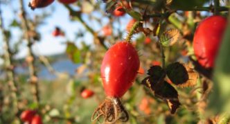 Плоды красно-бурого шиповника