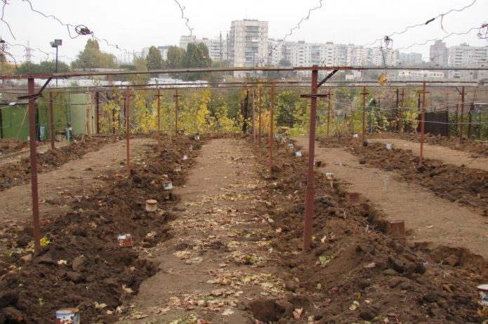 Укрытие винограда землёй