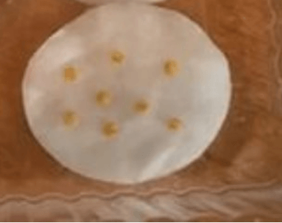 Проращивание семян санберри на ватном диске