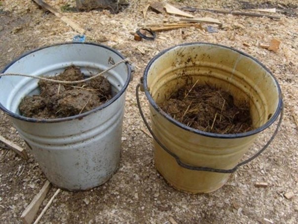 Посадка брокколи на рассаду особенности выращивания и ухода в домашних условиях и теплице, видео