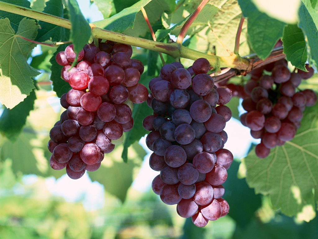 Выращивание винограда: советы начинающим и схемы посадки