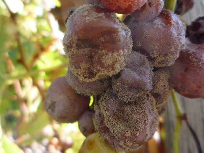 Обработка винограда от болезней и вредителей когда лучше опрыскивать