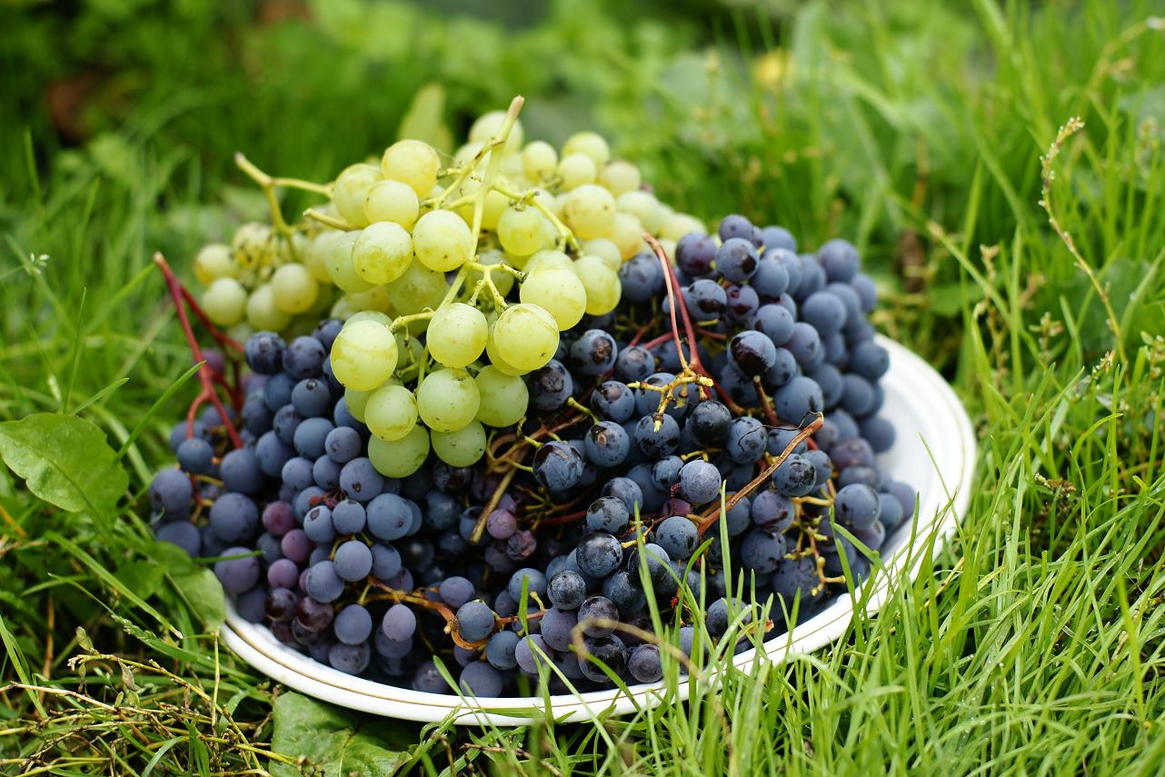 Особенности технологии выращивания винограда в условиях Сибири для начинающих