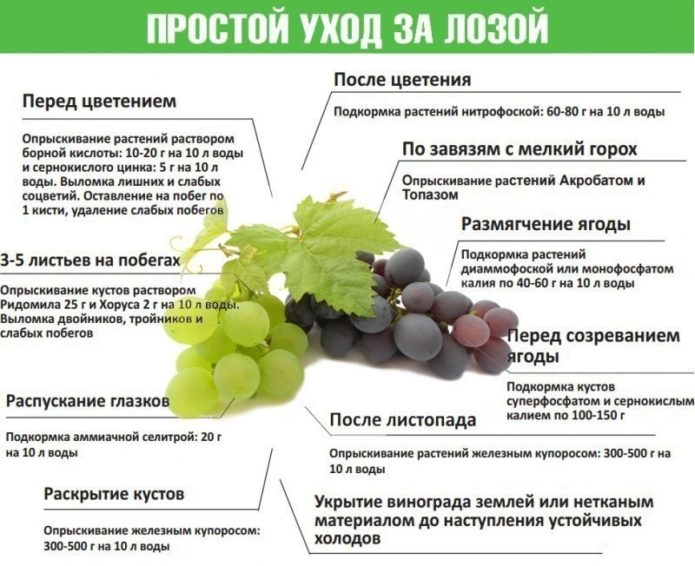Схема подкормок винограда