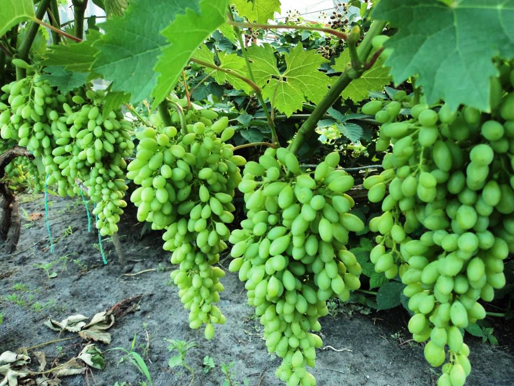 Мускатный виноград Столетие: крупноплодный кишмишевый сорт