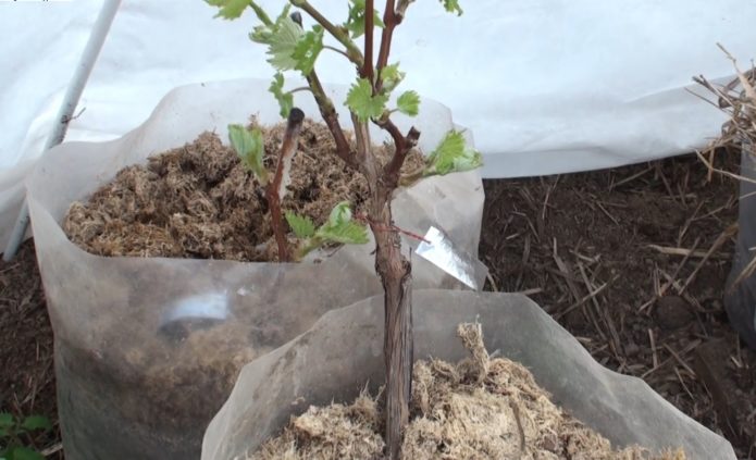 Выращивание саженцев винограда в теплице