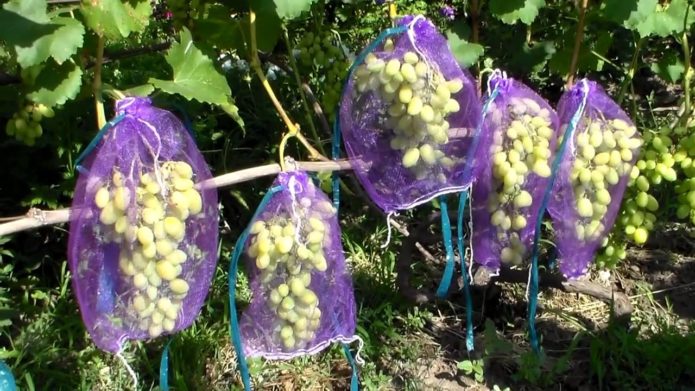 Грозди винограда под сеткой