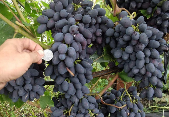 Спелые грозди винограда сорта Кодрянка