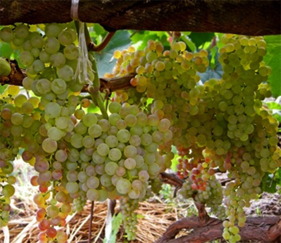 Выращивание винограда в Подмосковье: уход в открытом грунте, теплице,парнике весной и в другое время года