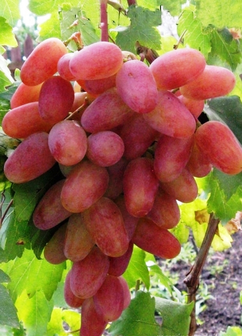 Гроздь винограда Виктор