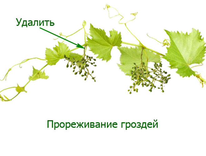 Прореживание гроздей винограда