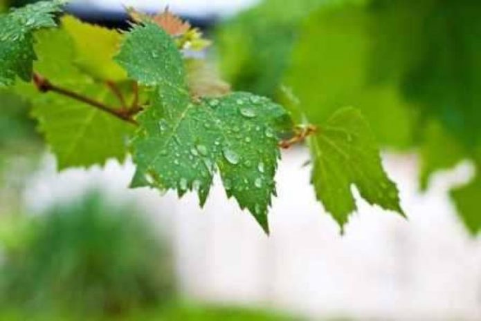 Капли воды на листьях винограда