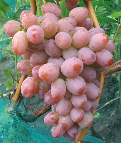 Гроздь винограда Румба